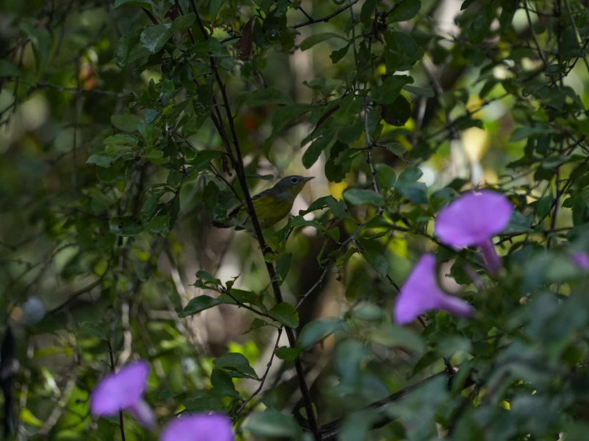 Magnolia Warbler - ML647243865