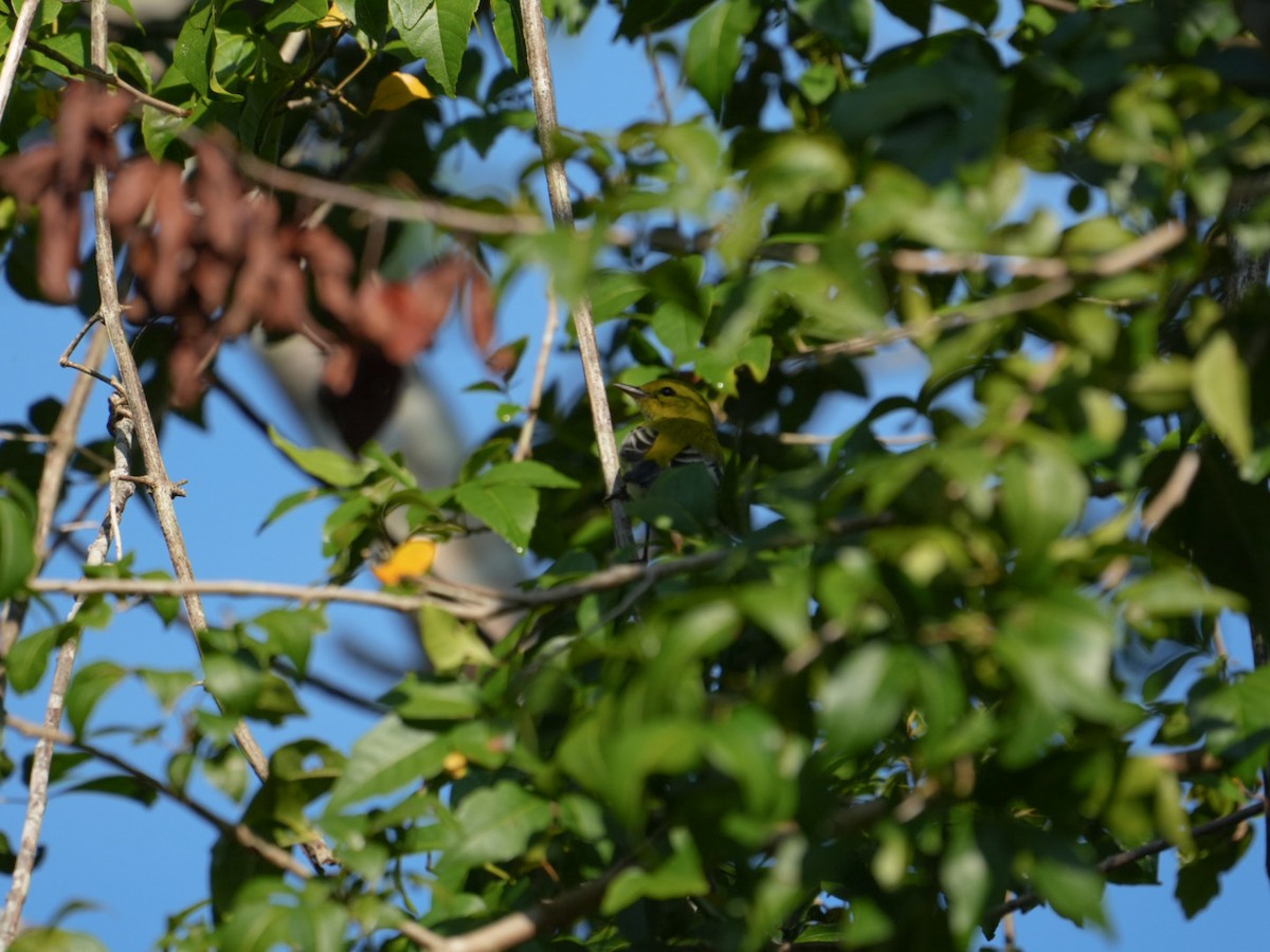 Black-throated Green Warbler - ML647243874
