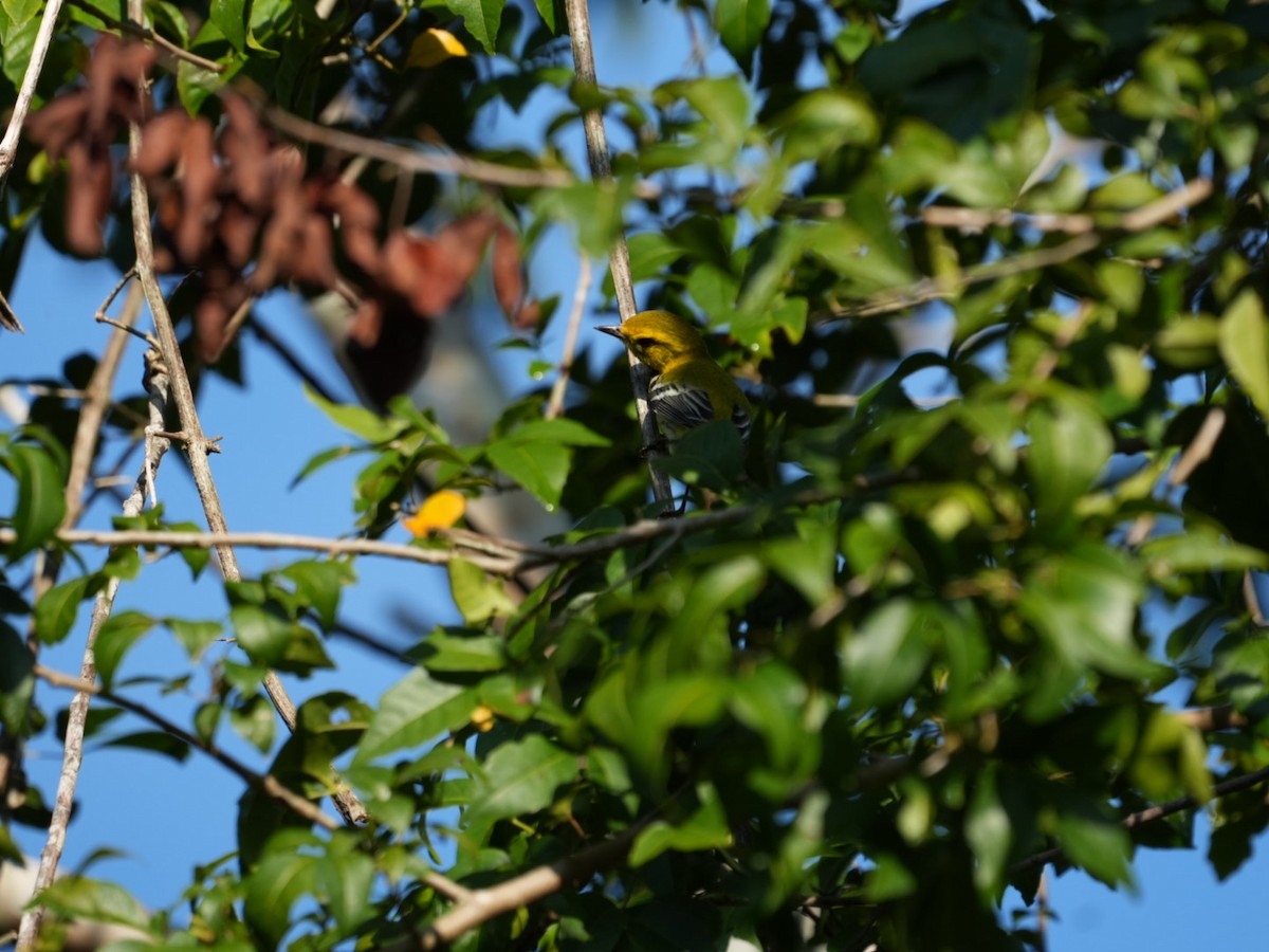 Black-throated Green Warbler - ML647243876