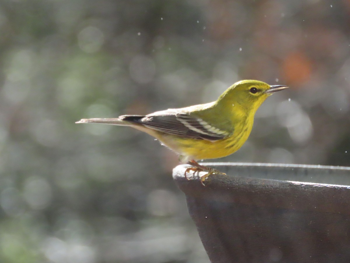 Pine Warbler - ML647243879