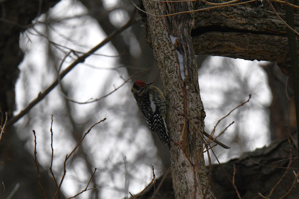 נקר צהוב-בטן - ML647243882