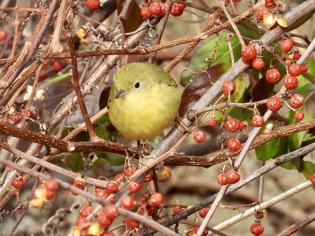 Sarı Ötleğen - ML647243894