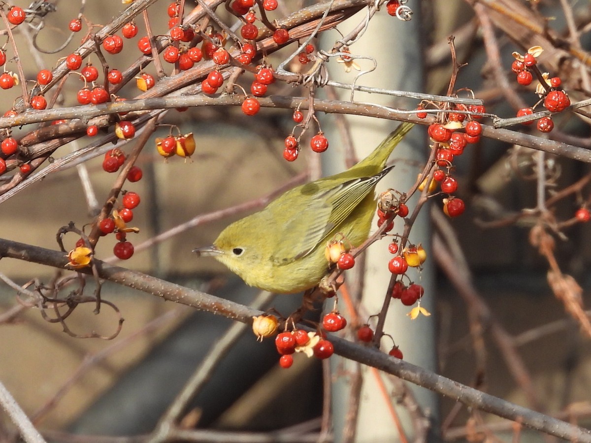 Sarı Ötleğen - ML647243895