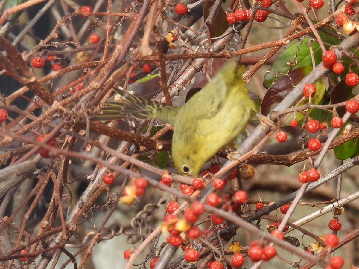 Sarı Ötleğen - ML647243897