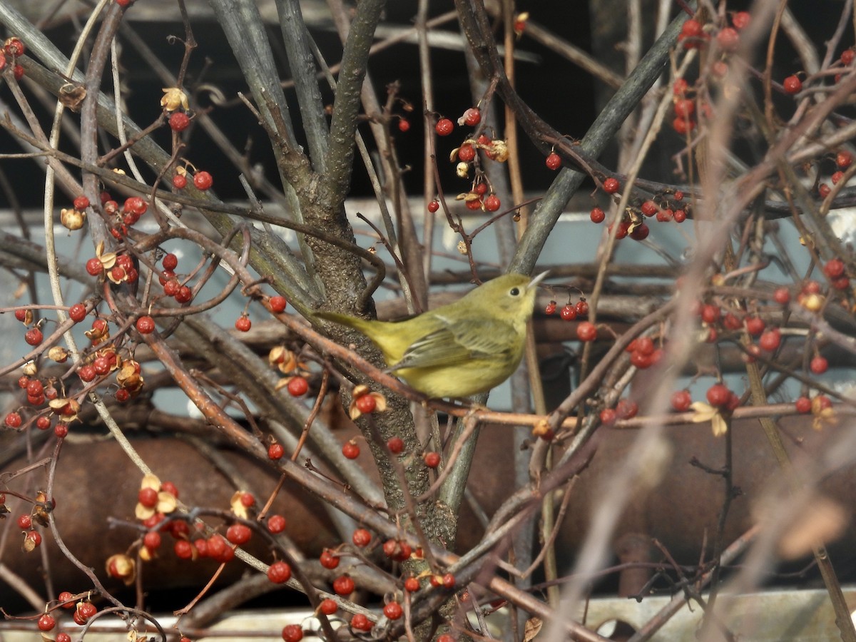 Sarı Ötleğen - ML647243898