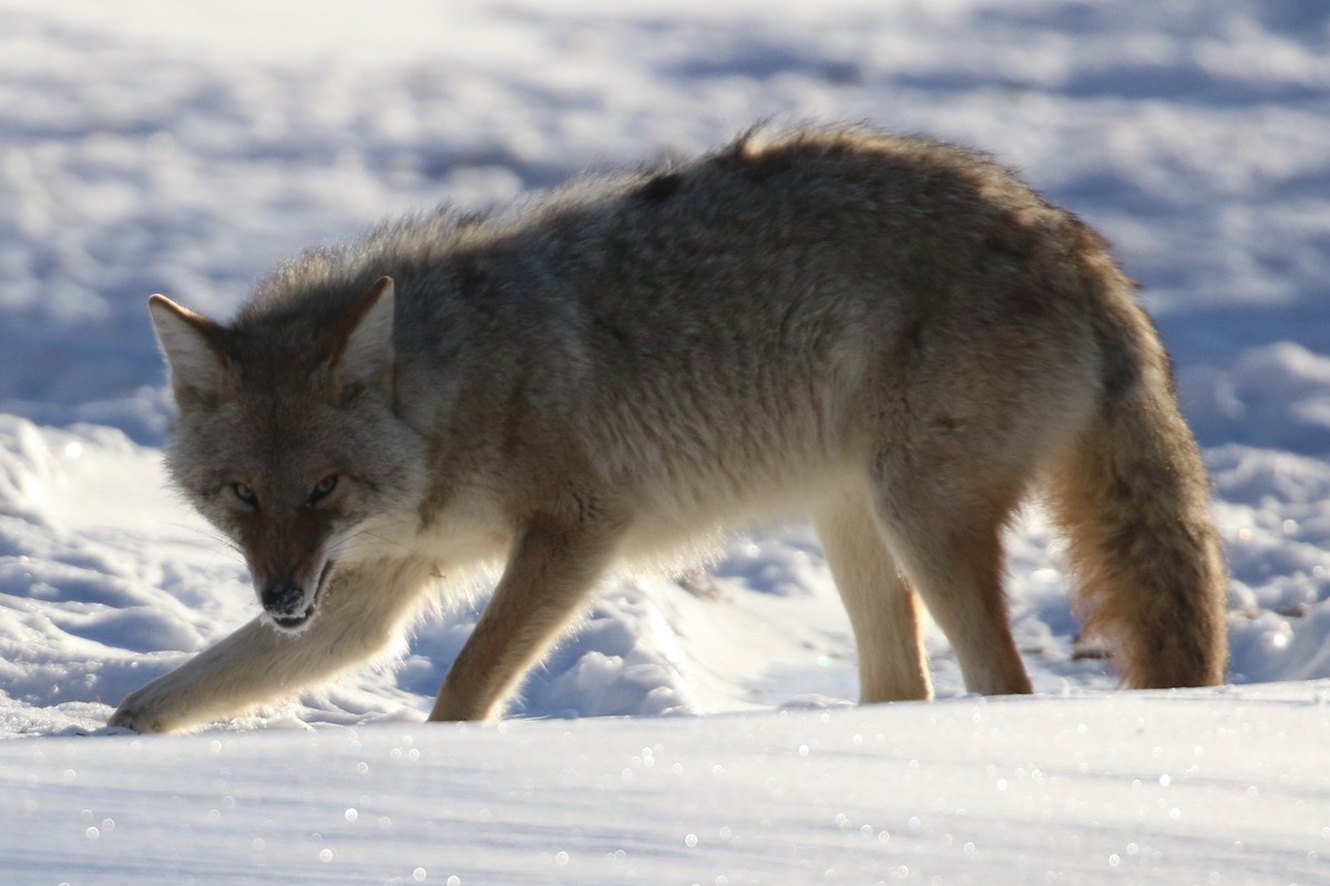 kır kurdu - ML647243905