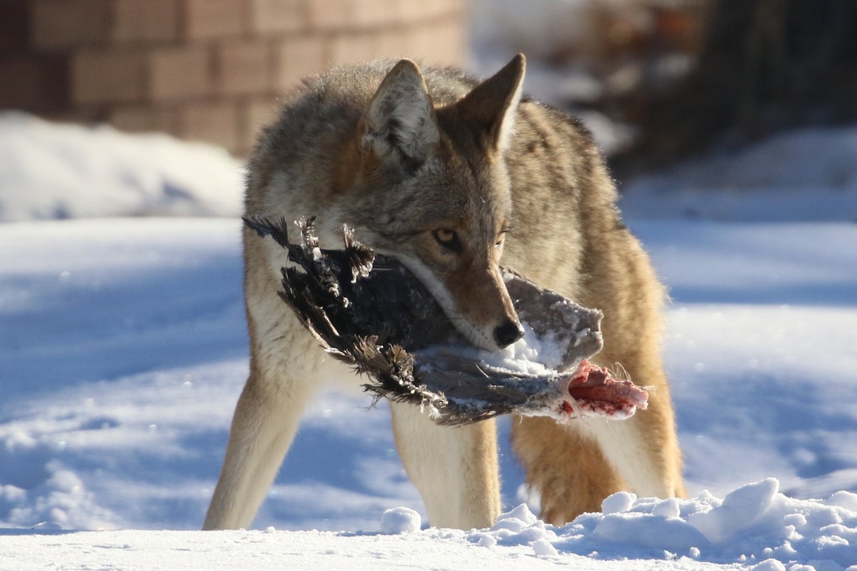 kır kurdu - ML647243906