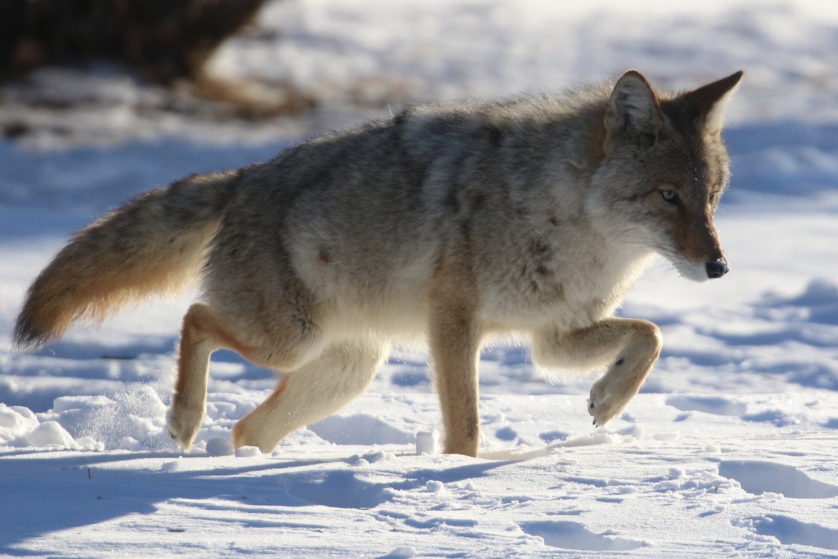 kır kurdu - ML647243907