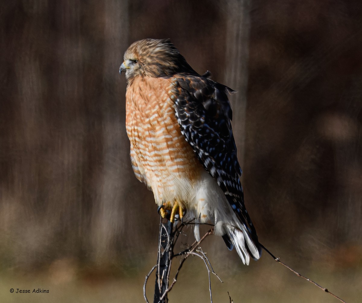 Red-shouldered Hawk (lineatus Group) - ML647243908