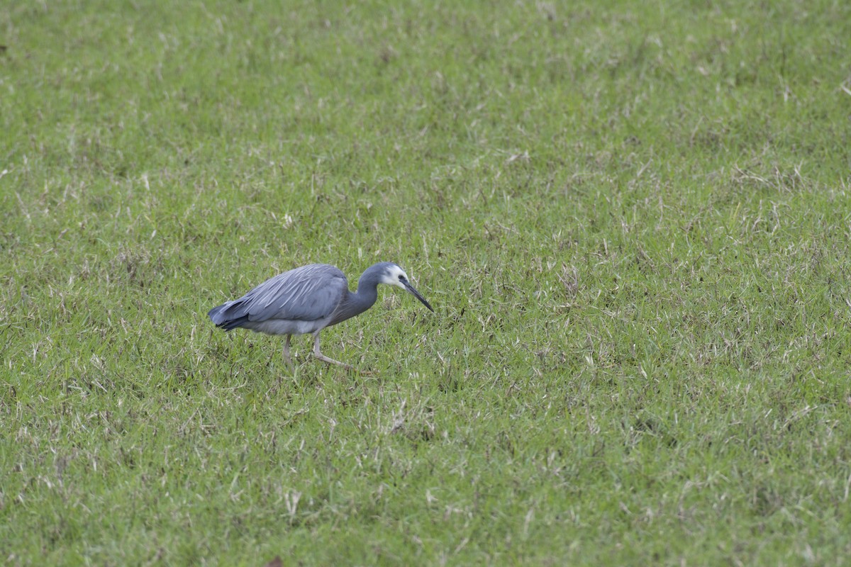 White-faced Heron - ML64724391