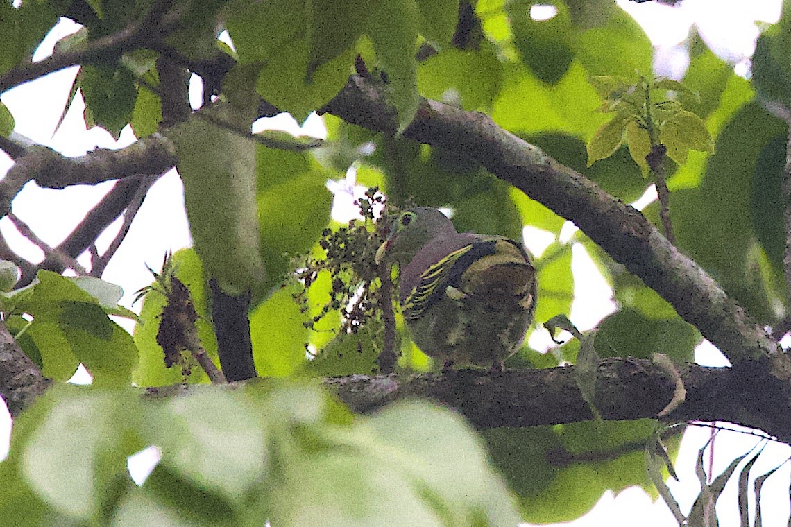 holub indomalajský - ML647243924