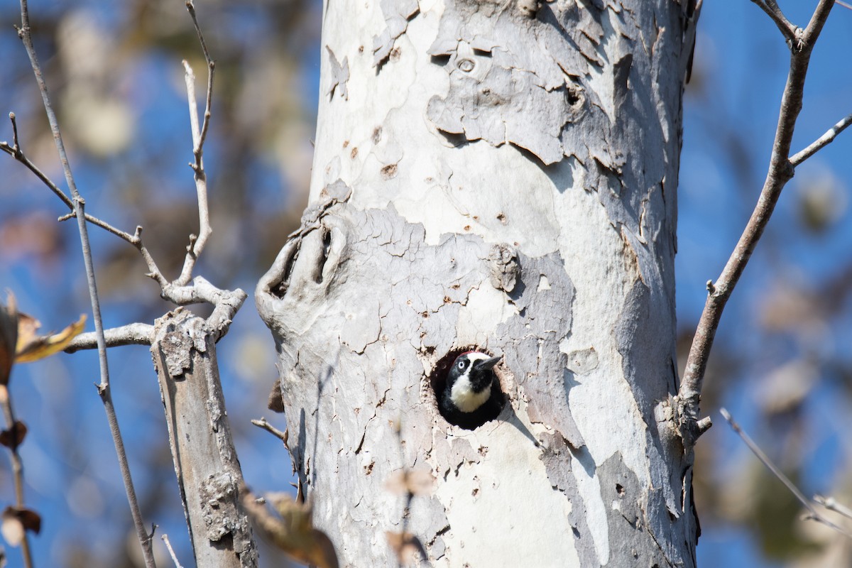 Acorn Woodpecker - ML647243925