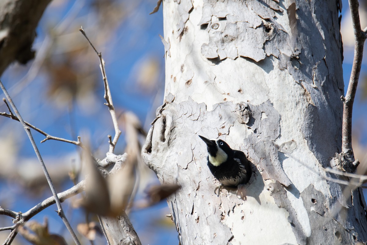 Acorn Woodpecker - ML647243926