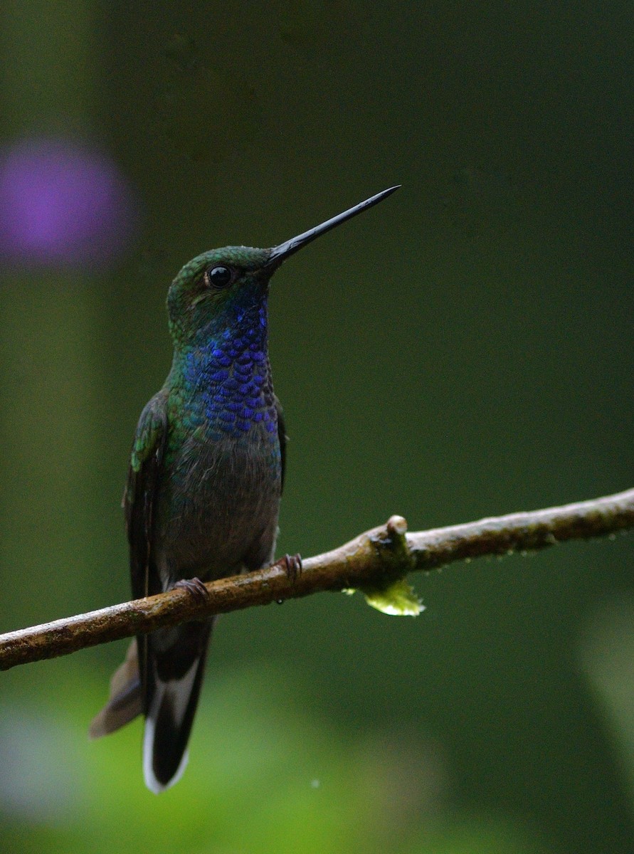 Yeşil Sırtlı Akkuyruk - ML647243927