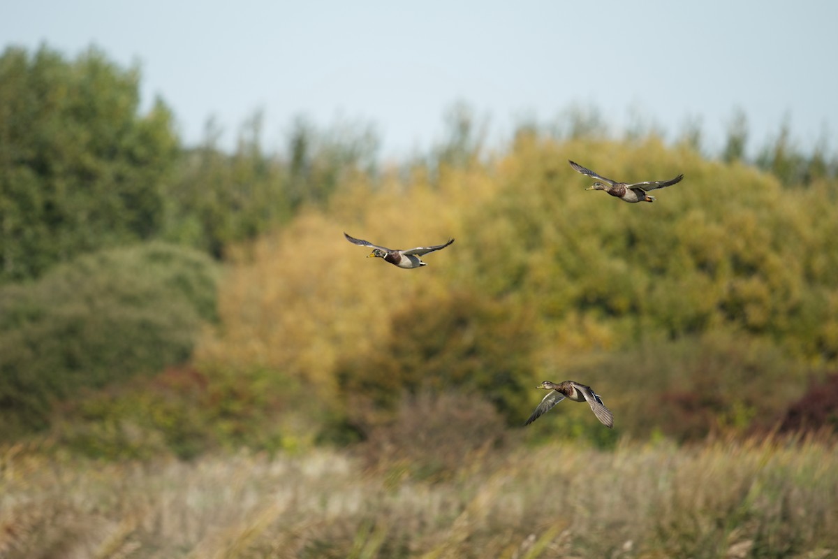 マガモ - ML647243931