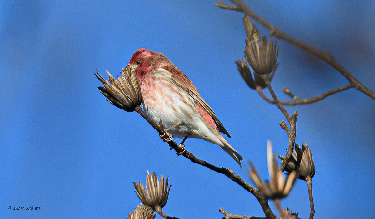 Purple Finch - ML647243933