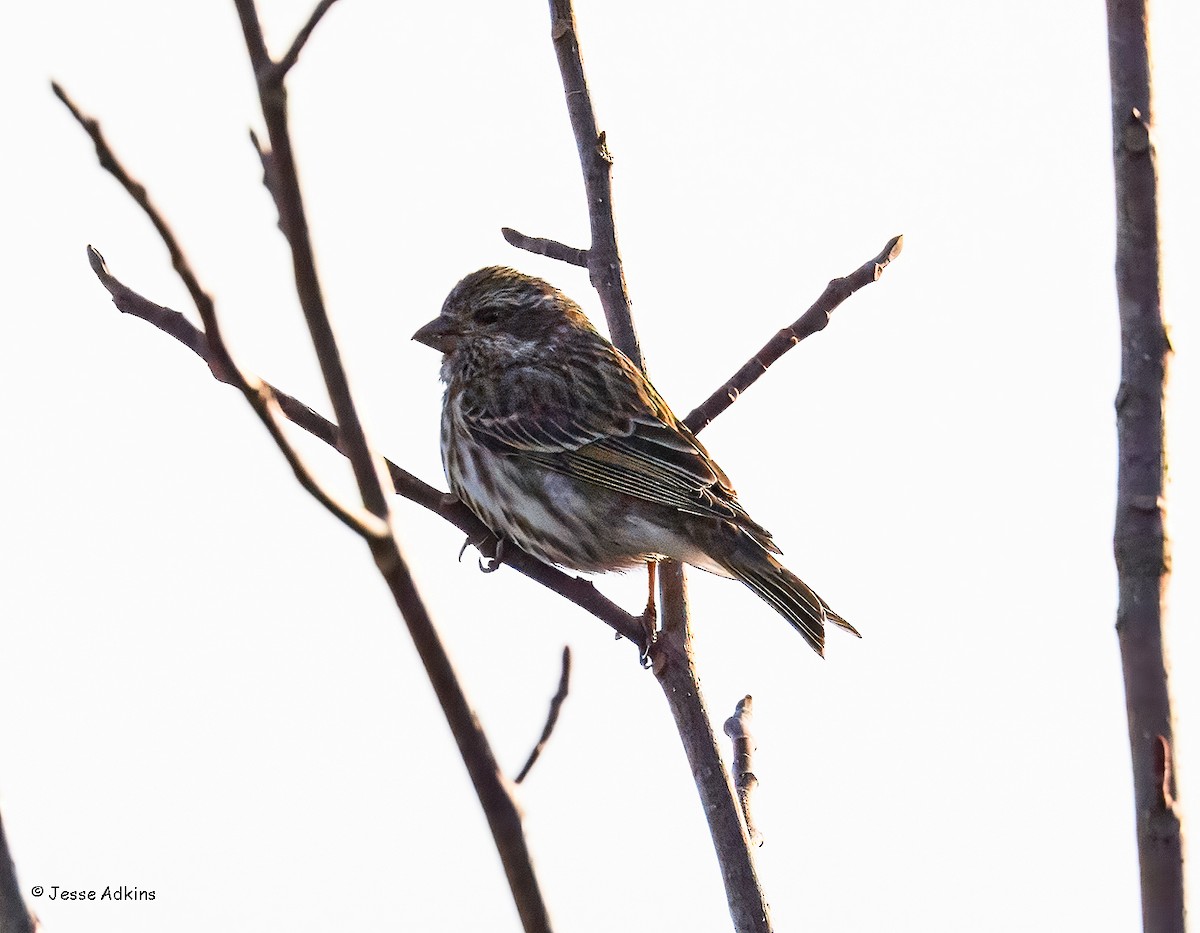 Purple Finch - ML647243934