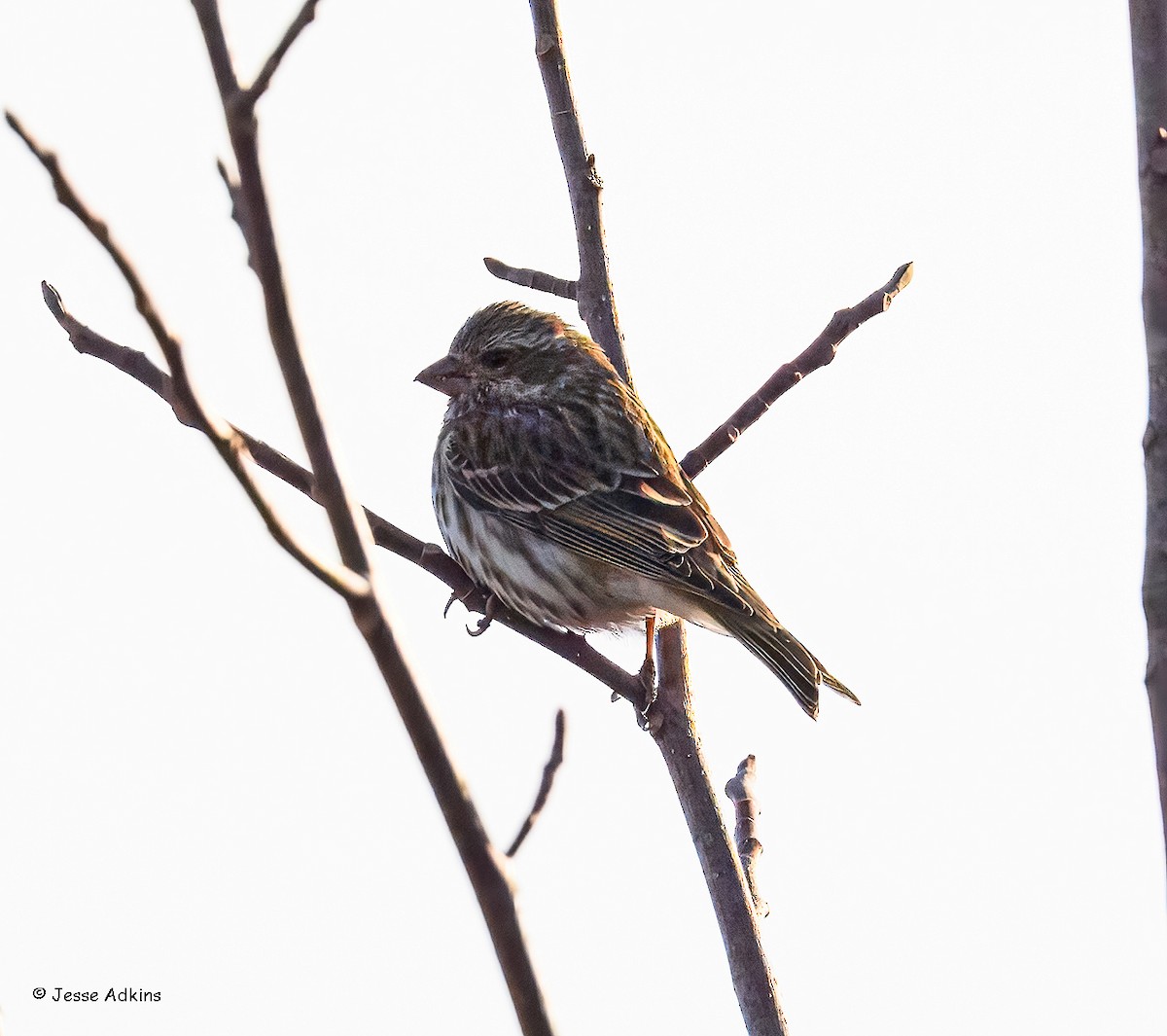 Purple Finch - ML647243935