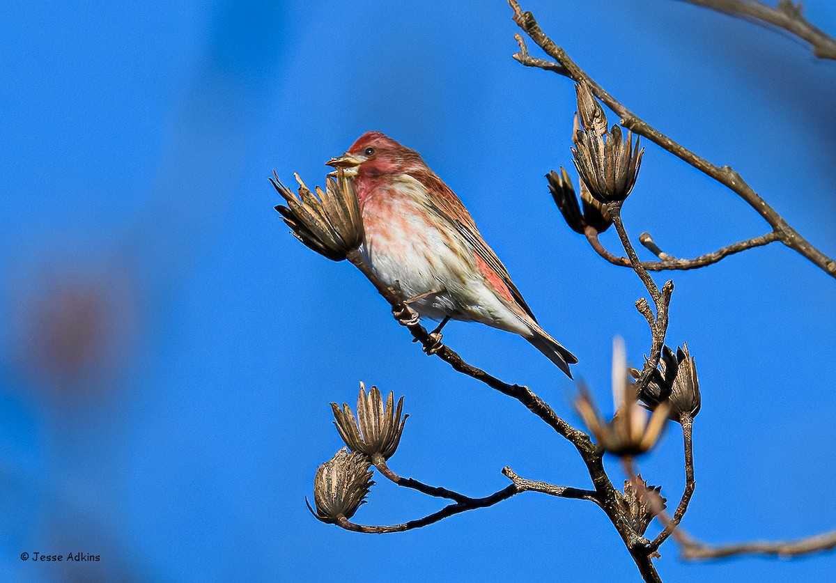 Purple Finch - ML647243936