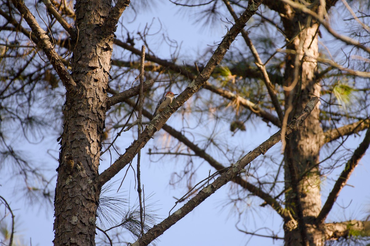 datel karolínský - ML647243939