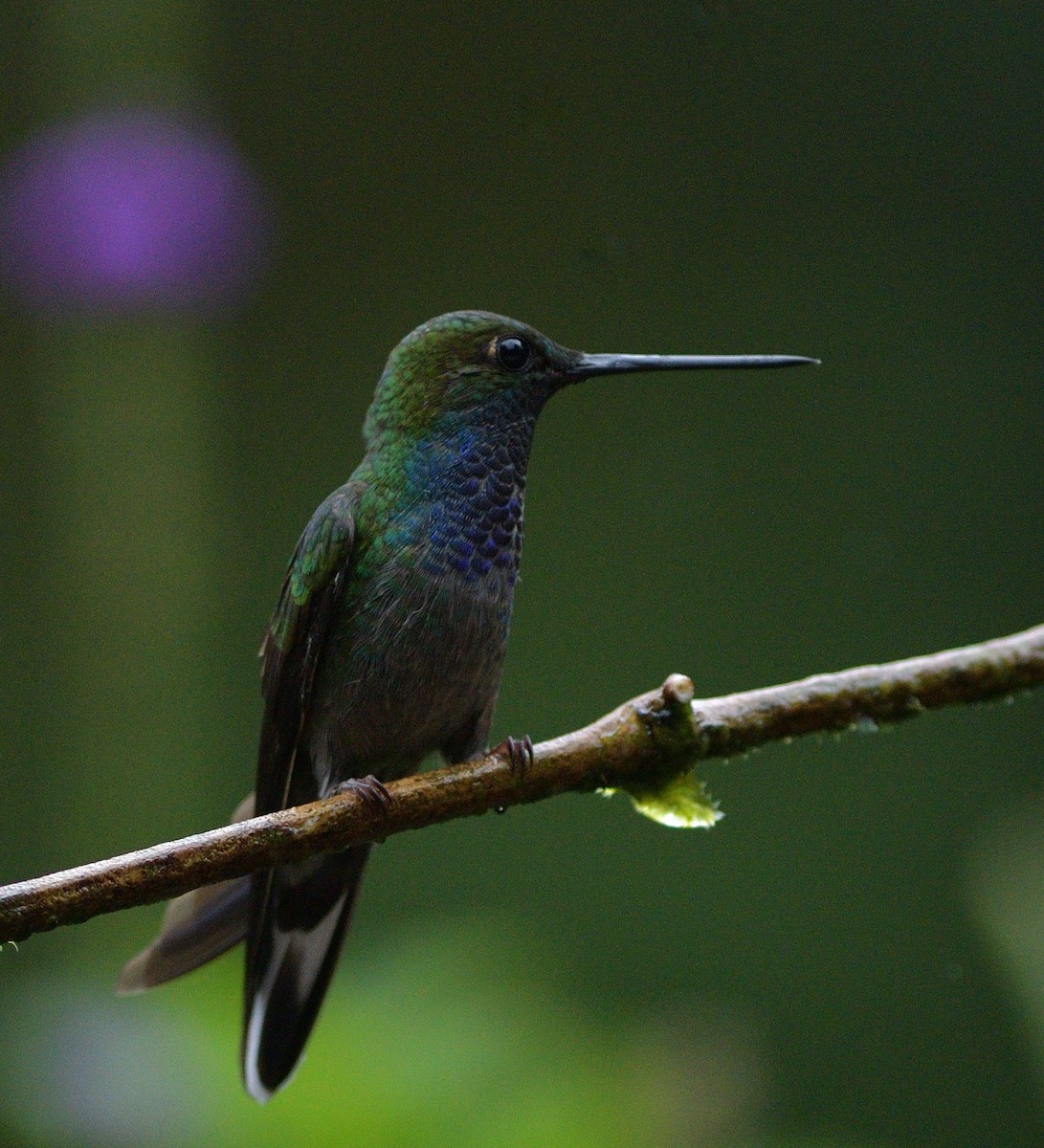 Yeşil Sırtlı Akkuyruk - ML647243940