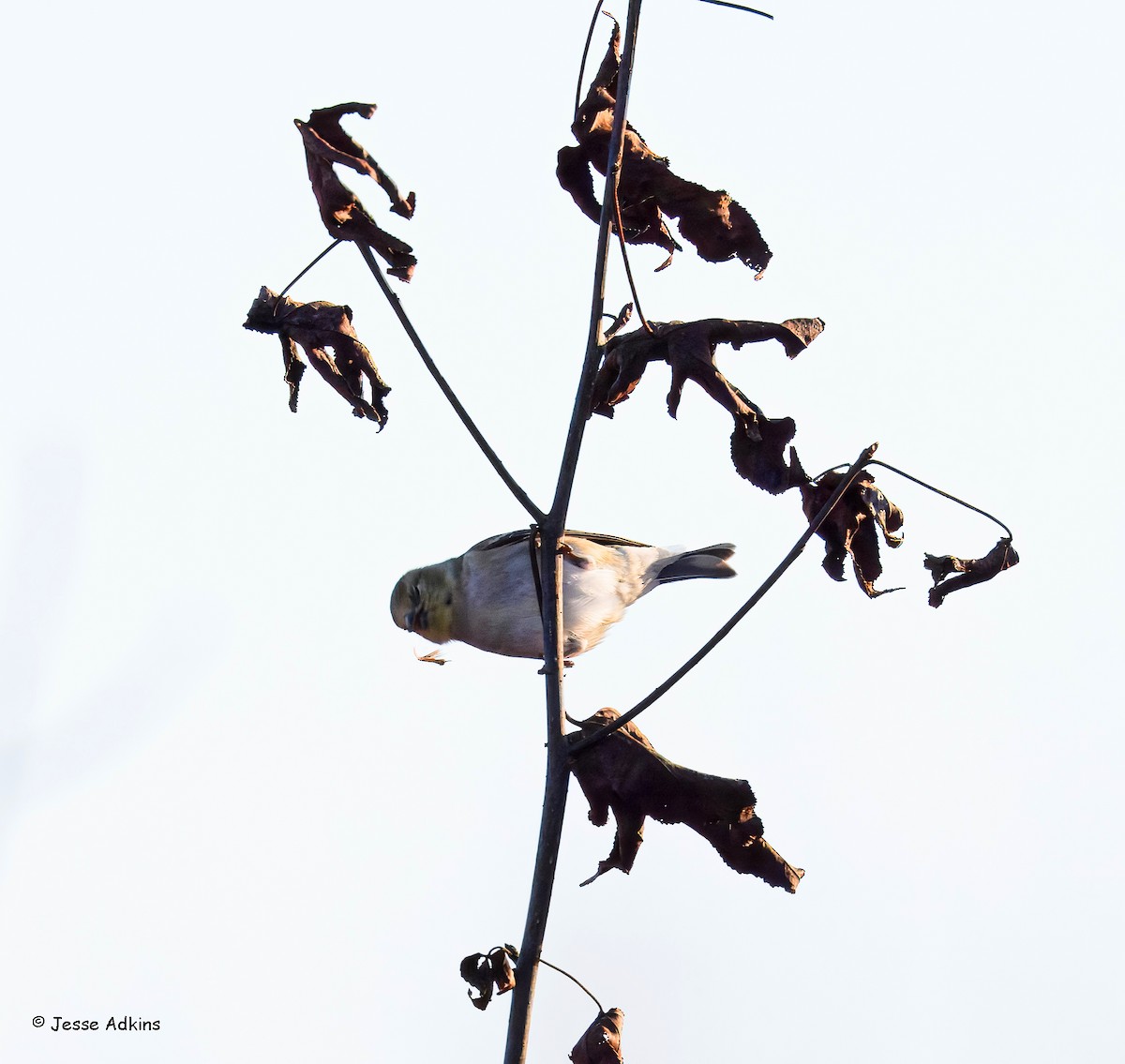 American Goldfinch - ML647243946