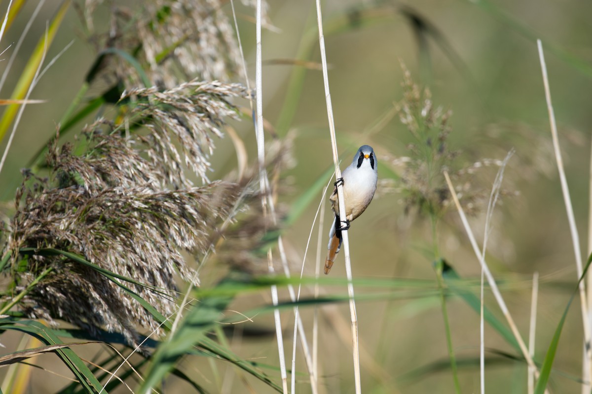 ヒゲガラ - ML647243950