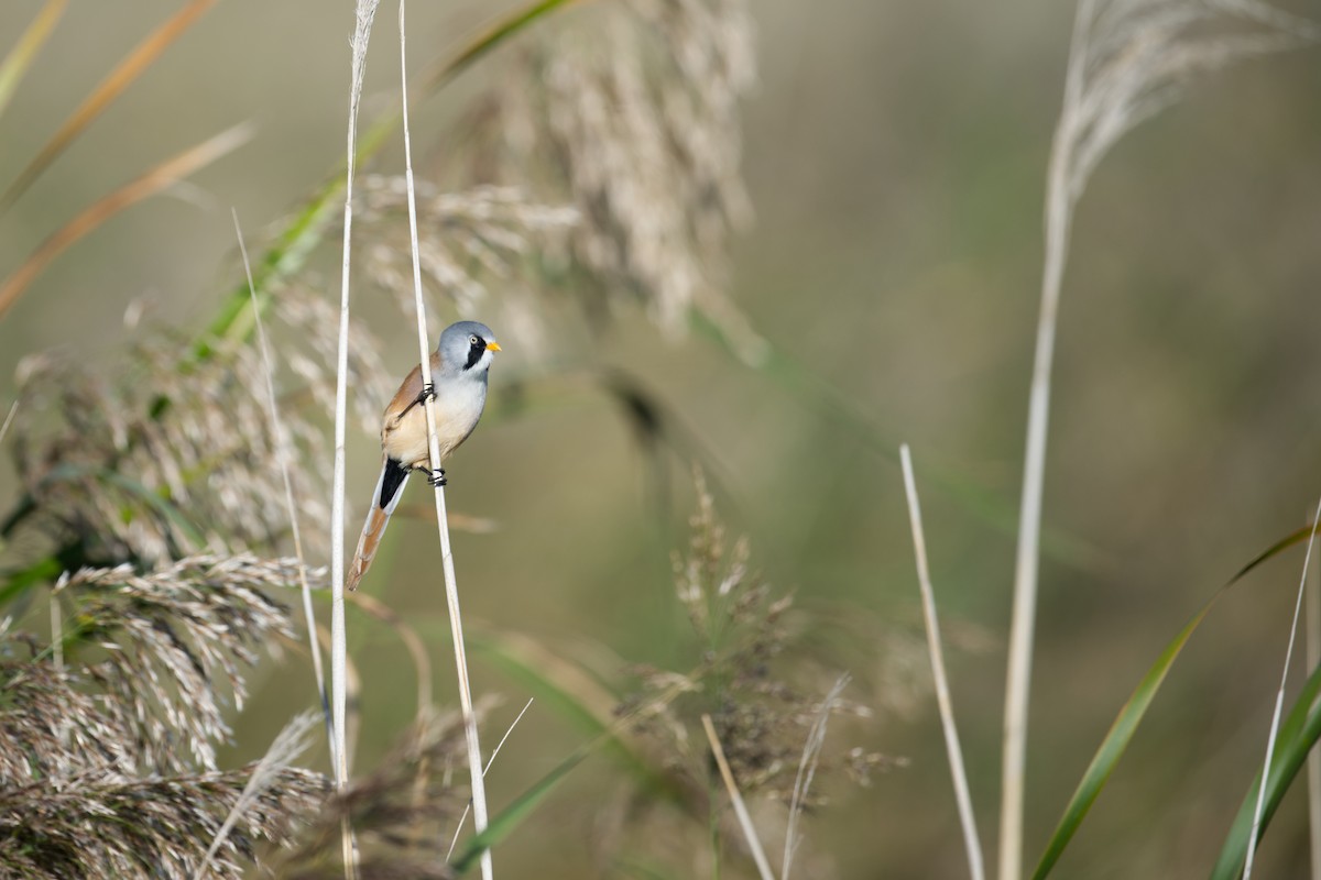 ヒゲガラ - ML647243951