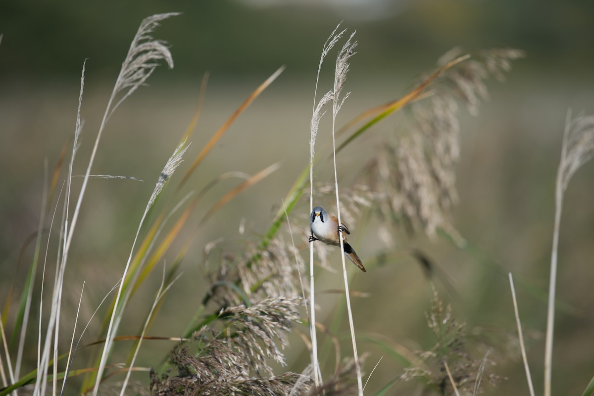 ヒゲガラ - ML647243952