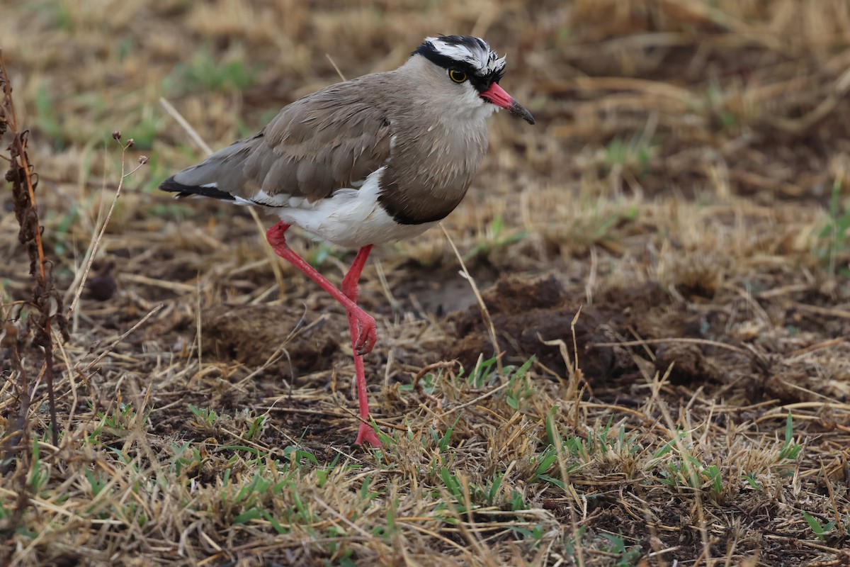 Crowned Lapwing - ML647243954