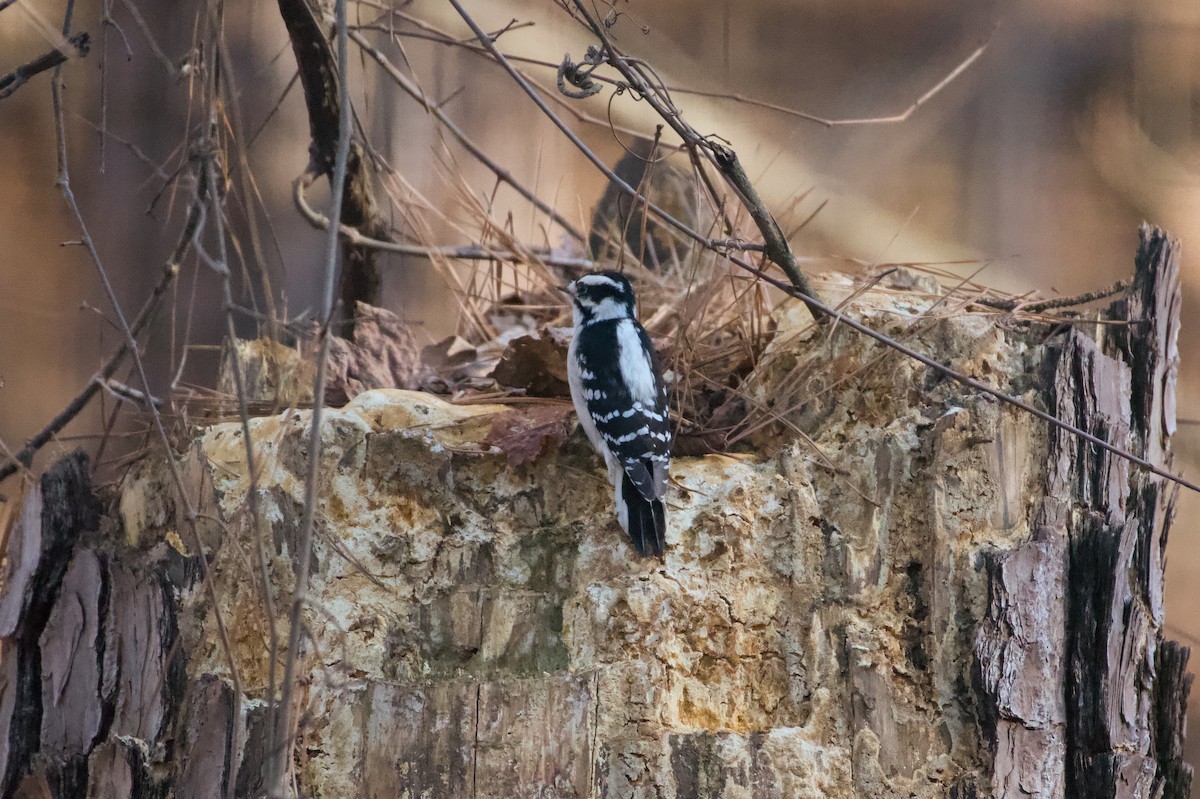 strakapoud osikový (ssp. pubescens/medianus) - ML647243955