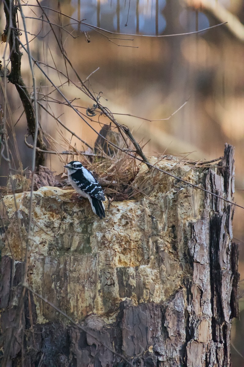 strakapoud osikový (ssp. pubescens/medianus) - ML647243956