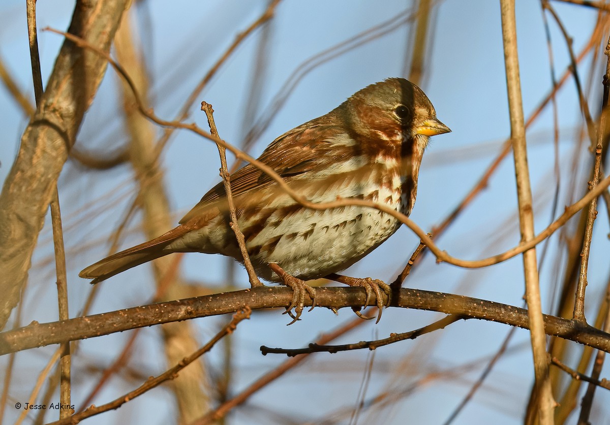 Fox Sparrow (Red) - ML647243961
