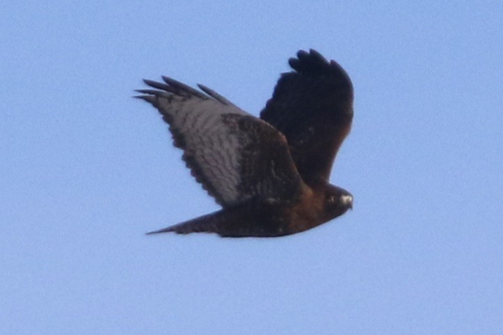 Kızıl Kuyruklu Şahin - ML647243965