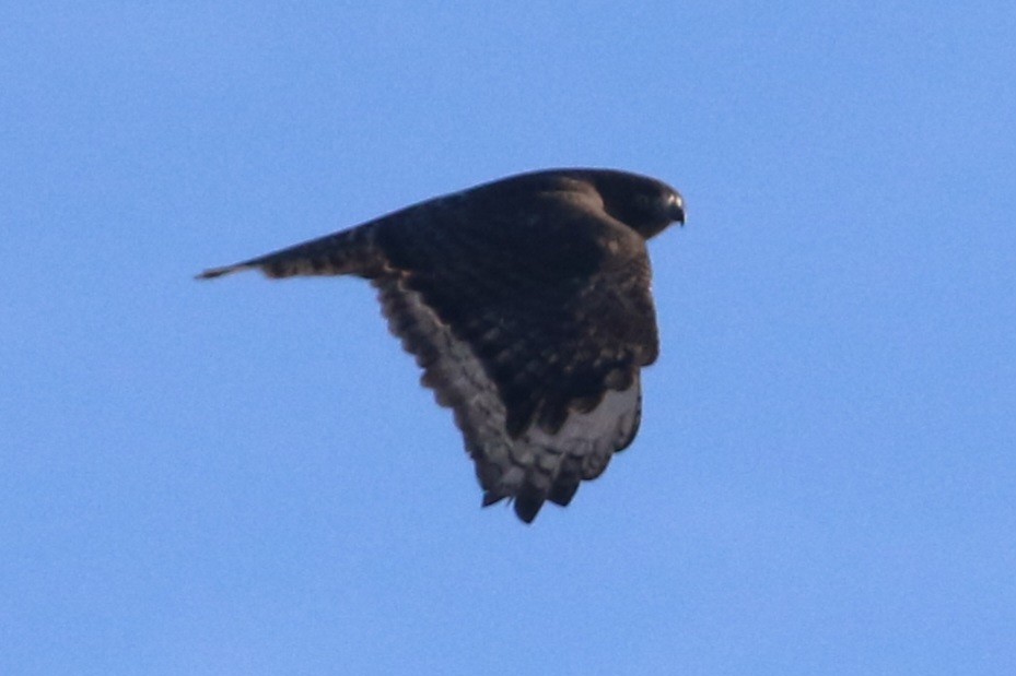 Kızıl Kuyruklu Şahin - ML647243966