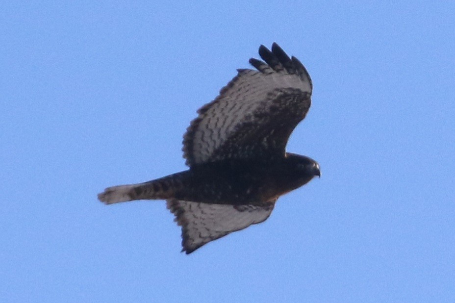 Kızıl Kuyruklu Şahin - ML647243967