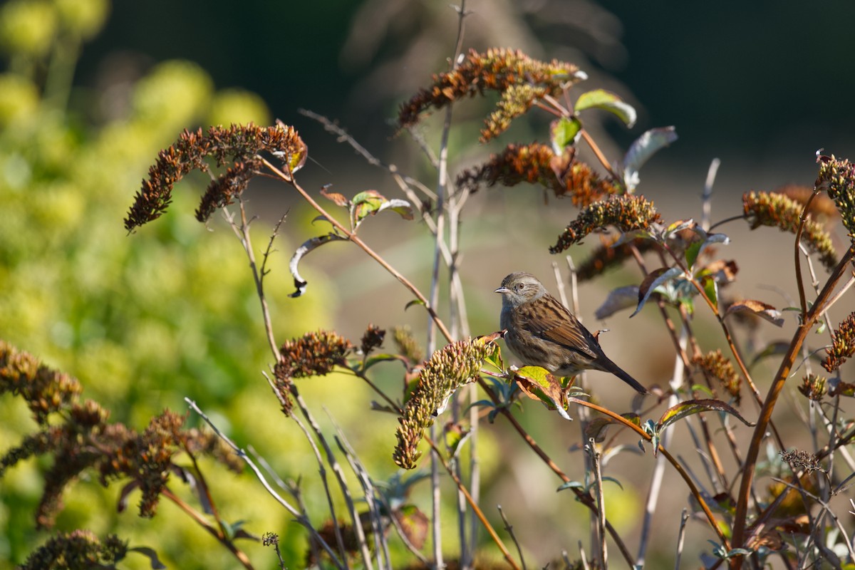 ヨーロッパカヤクグリ - ML647243970