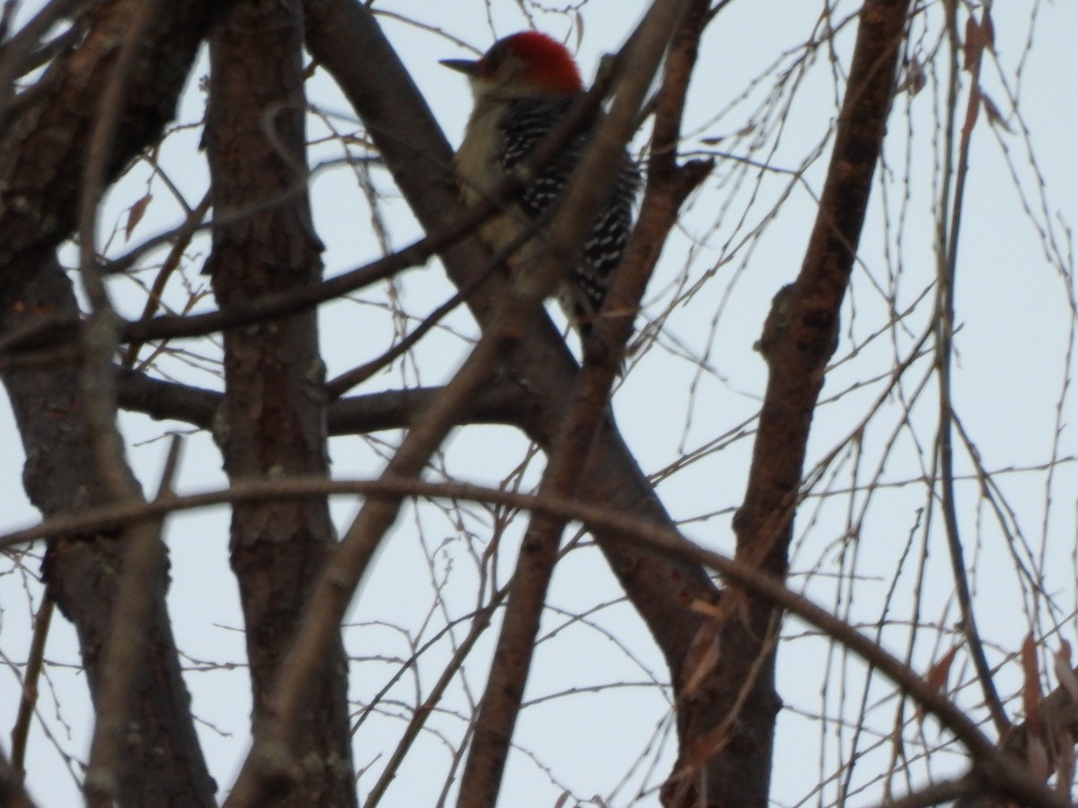 Red-bellied Woodpecker - ML647243971