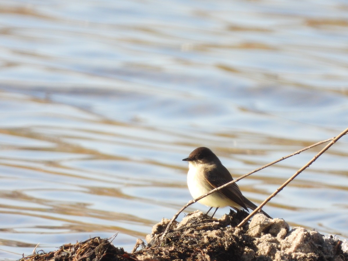 Eastern Phoebe - ML647243974