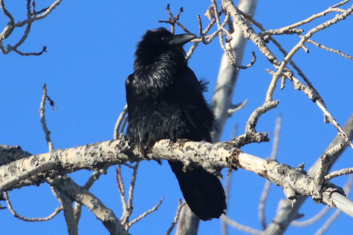 Kuzgun - ML647243975