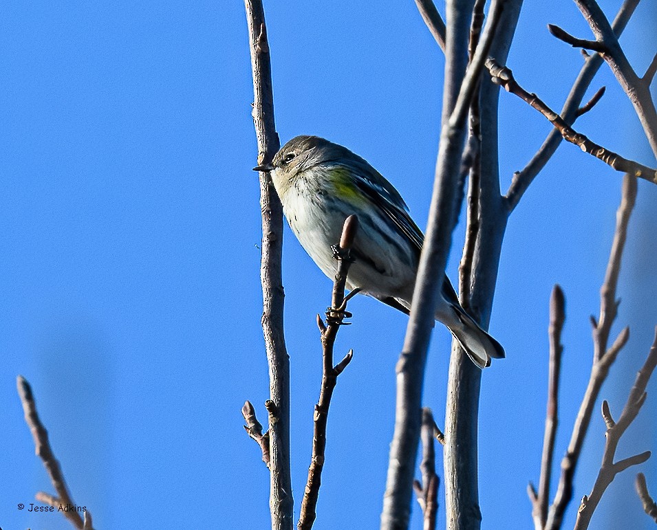 Yellow-rumped Warbler - ML647243976