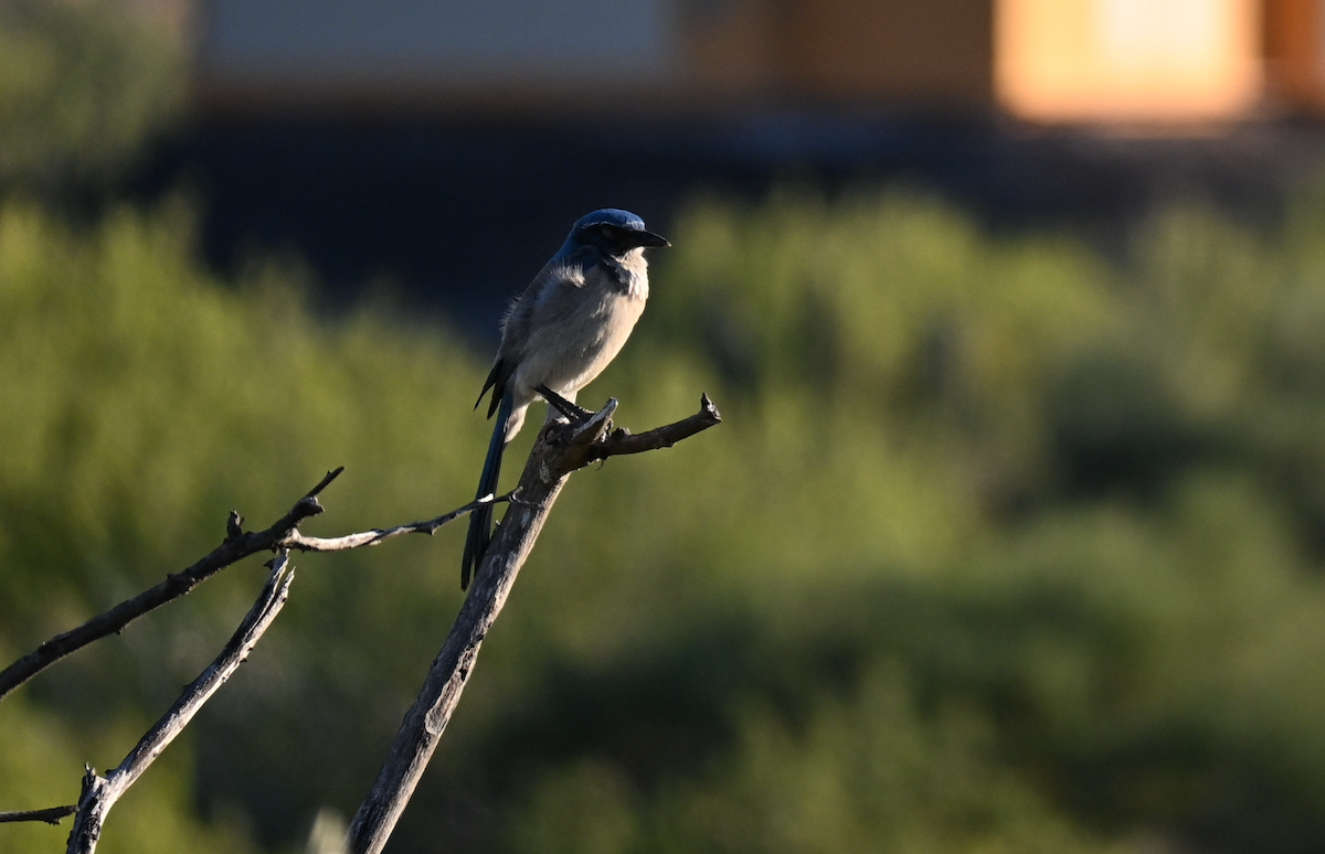 California Scrub-Jay - ML647243979