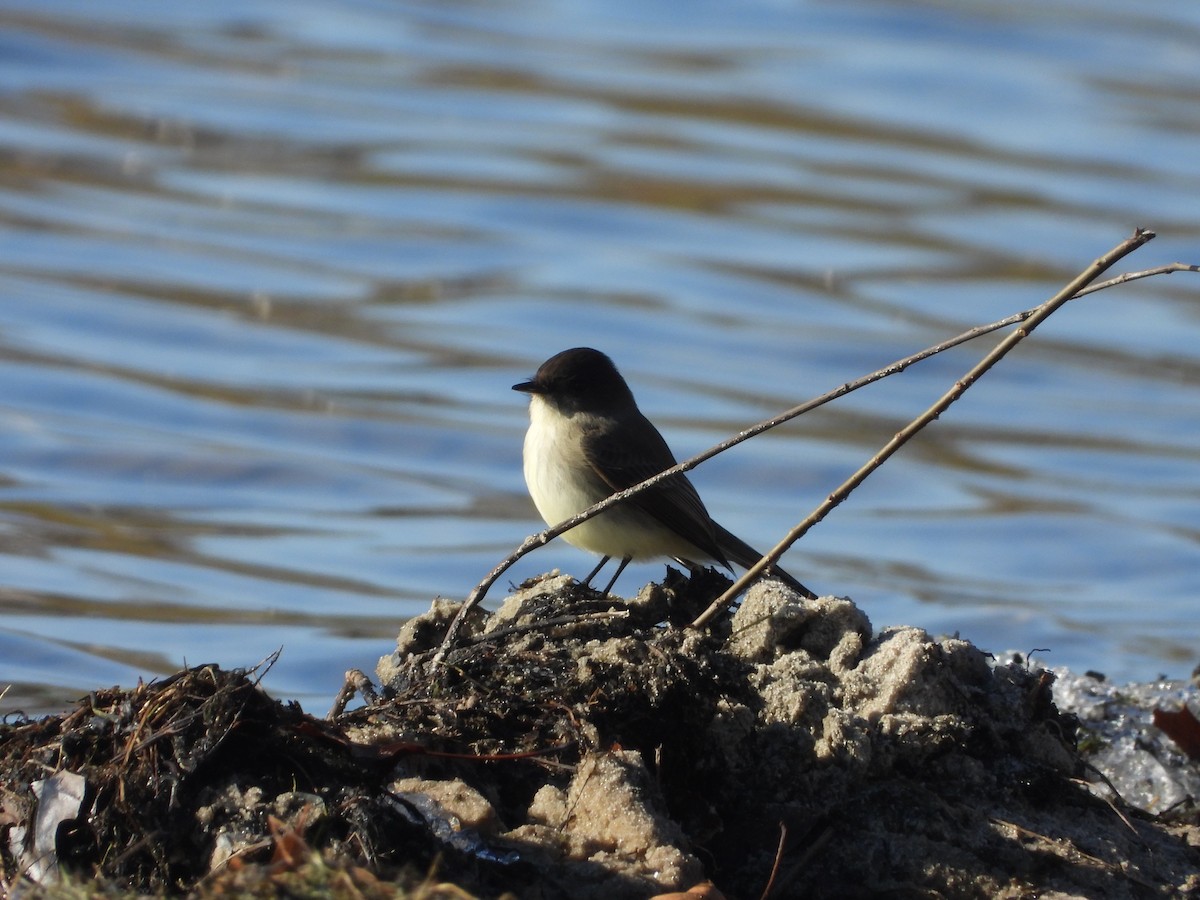 Eastern Phoebe - ML647243982