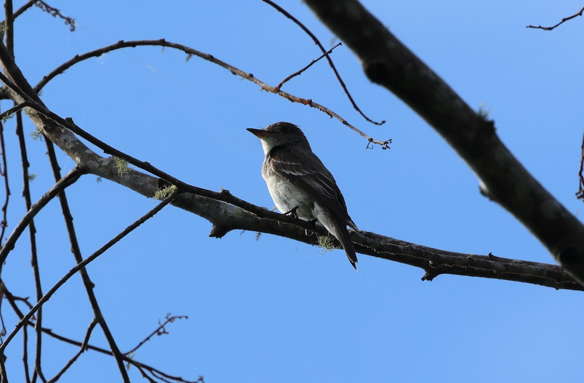 Pioui de l'Ouest - ML647243983