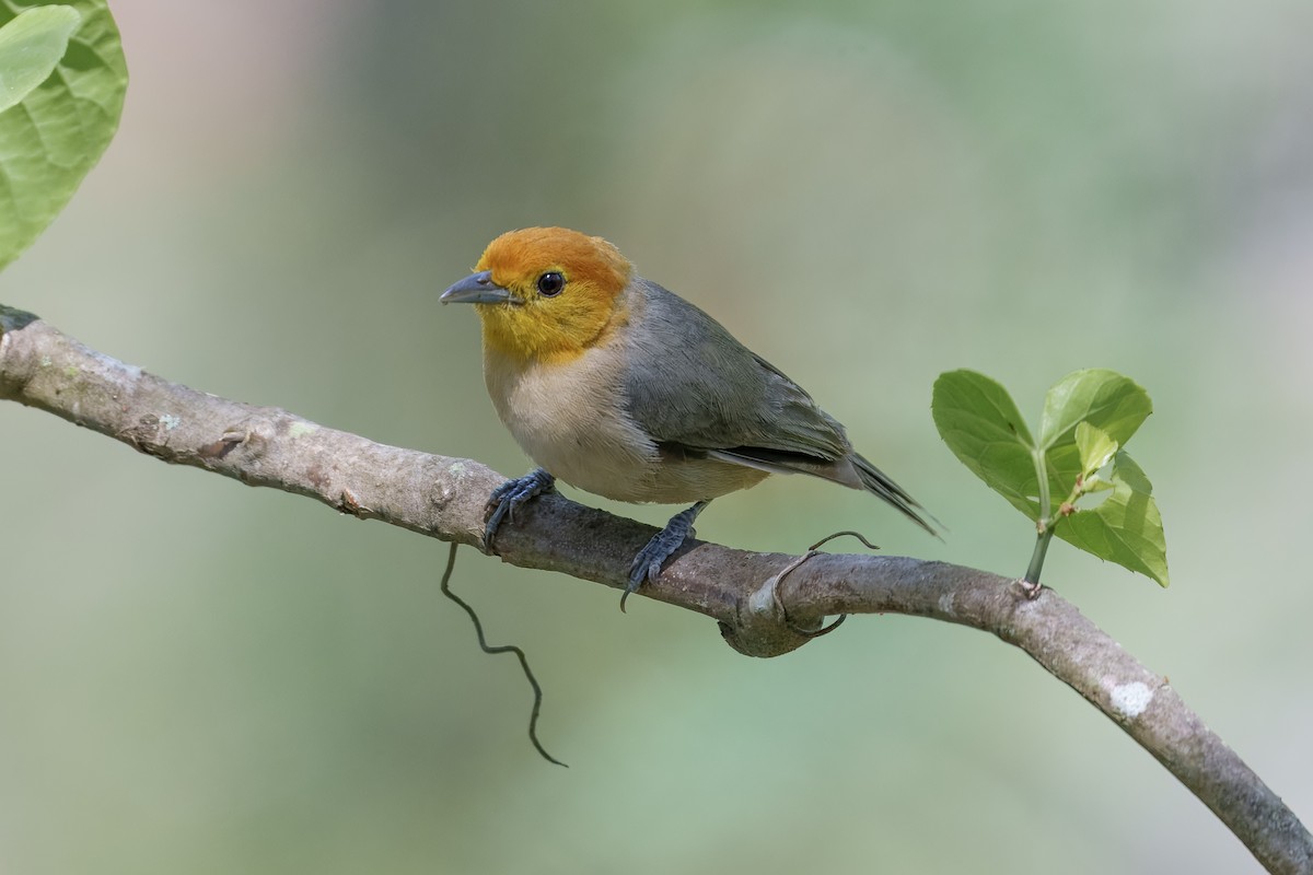 Orange-headed Tanager - ML647243984