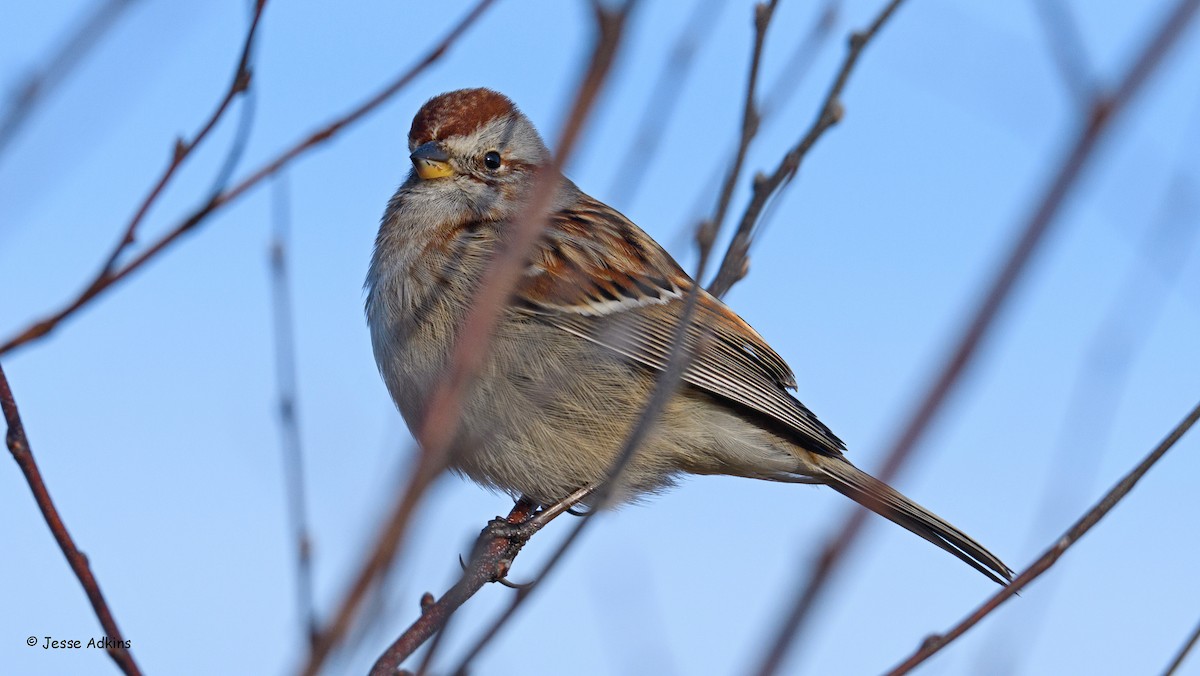 American Tree Sparrow - ML647243986