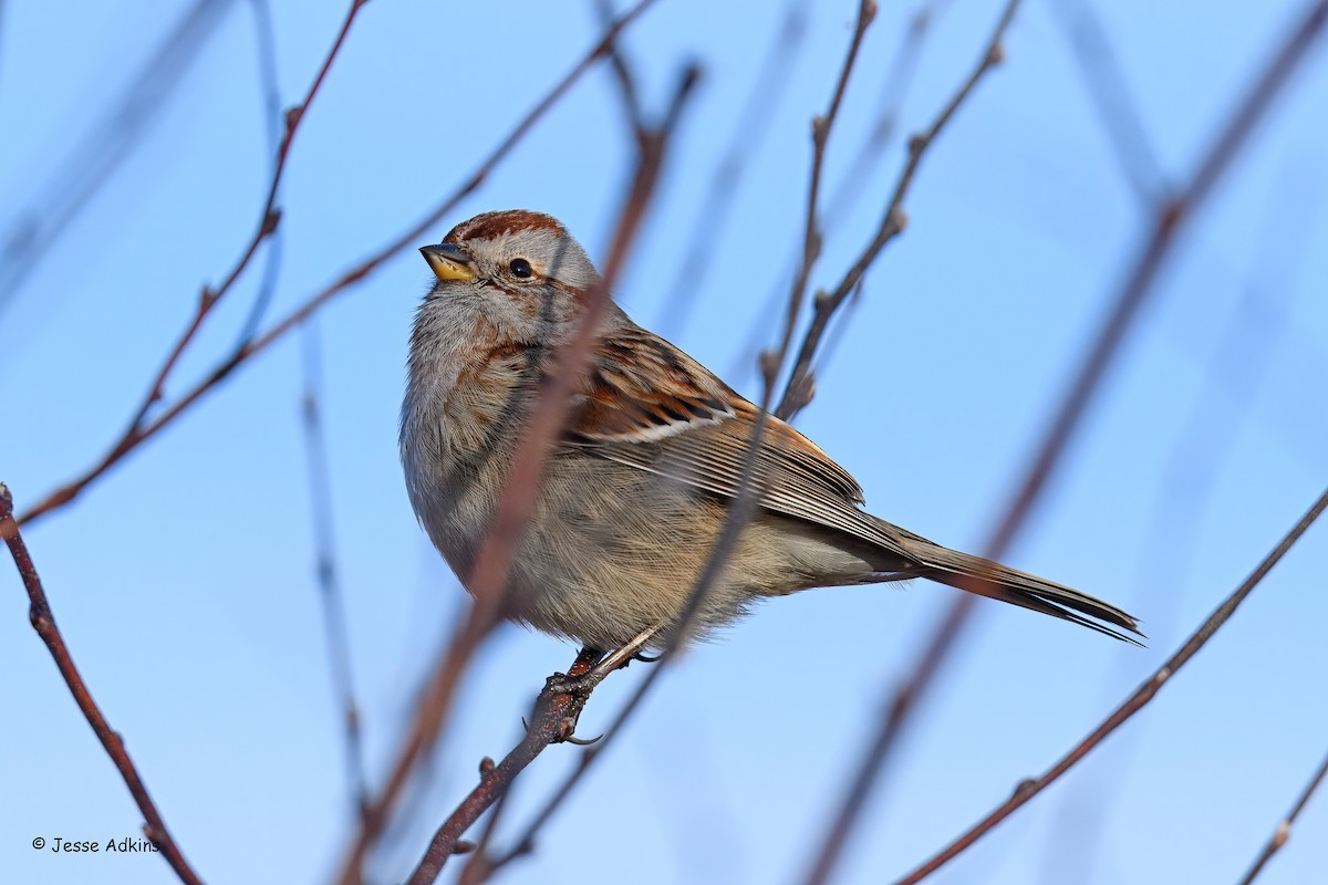 American Tree Sparrow - ML647243987