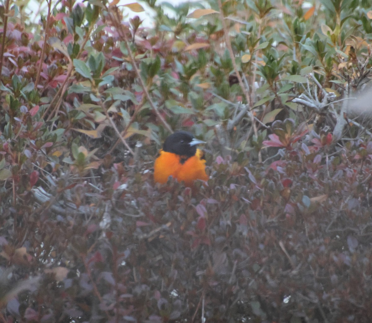 ボルチモアムクドリモドキ - ML647243989