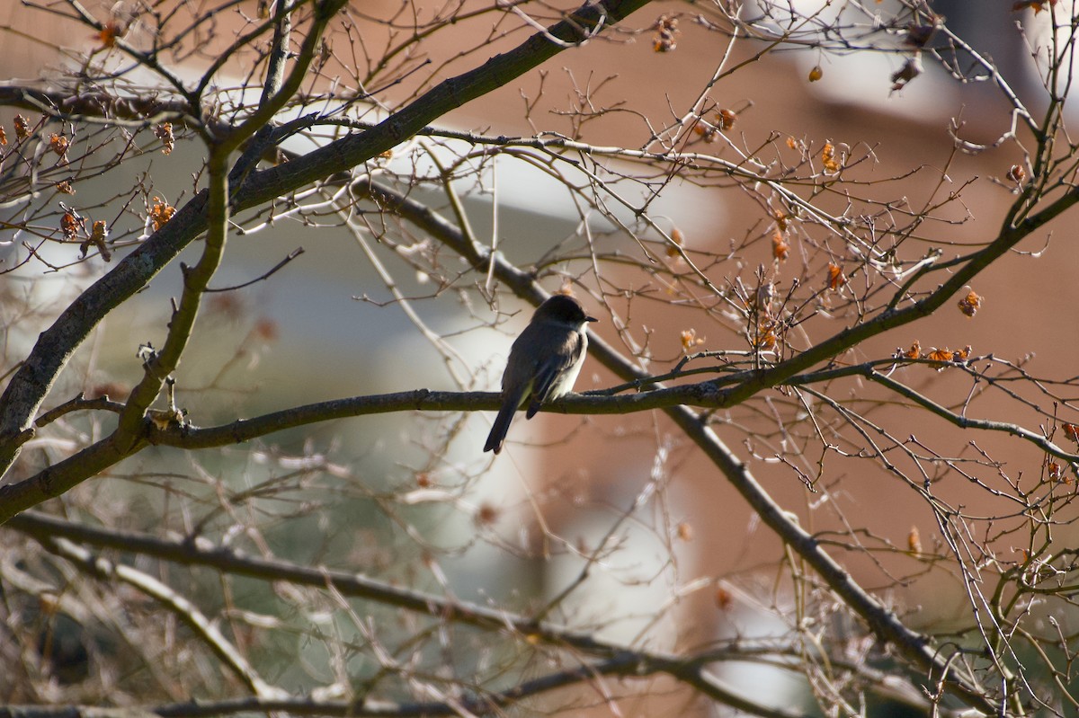 tyranovec domácí - ML647243990