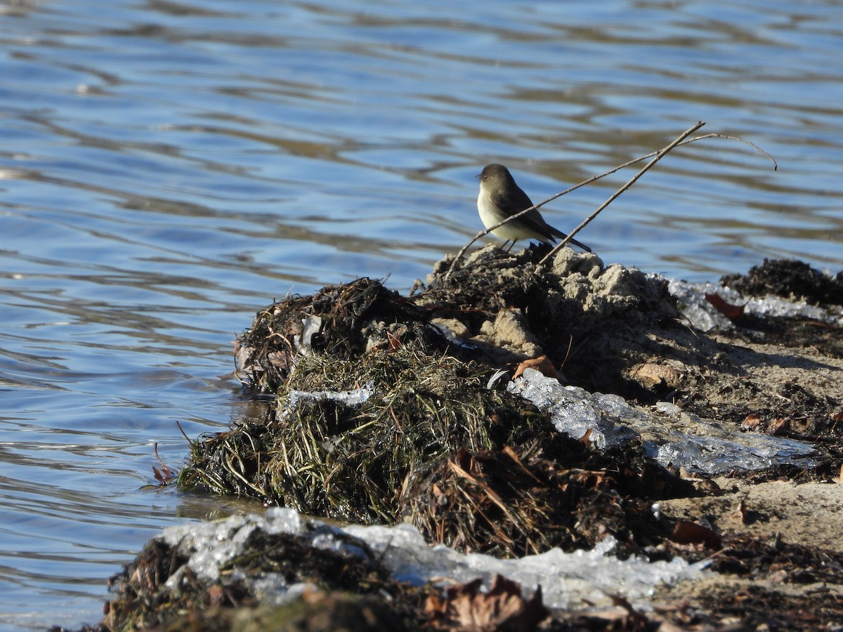 Eastern Phoebe - ML647243995